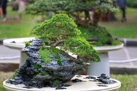 Teste Bonsai